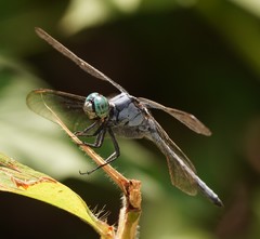 Orthetrum luzonicum