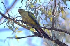 Polytelis anthopeplus