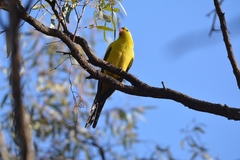 Polytelis anthopeplus