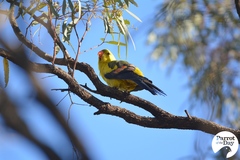 Polytelis anthopeplus