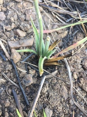 Chlorophytum transvaalense