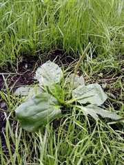 Plantago major