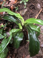 Rohdea fargesii