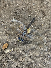 Rhionaeschna variegata