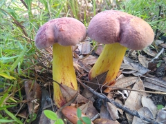 Pulchroboletus rubricitrinus image