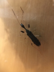 Myodocha serripes