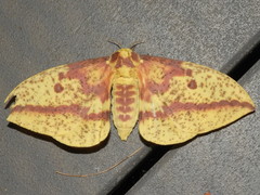 Eacles imperialis pini
