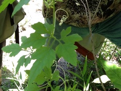 Cyclanthera dissecta