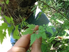 Cyclanthera dissecta