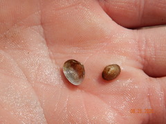 Sphaerium striatinum