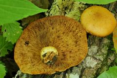 Pleuroflammula multifolia