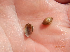 Sphaerium striatinum