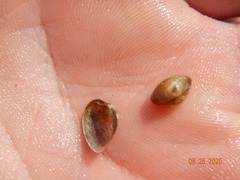 Sphaerium striatinum