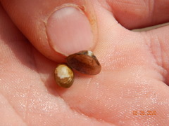 Sphaerium striatinum