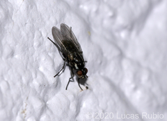 Syllimnophora