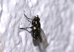 Syllimnophora