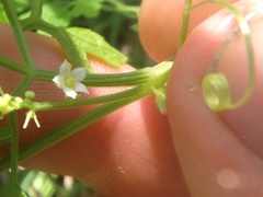 Cyclanthera dissecta