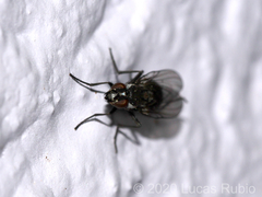 Syllimnophora