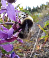 Bombus