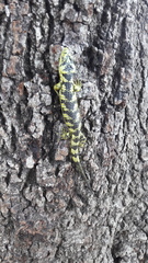 Abronia taeniata