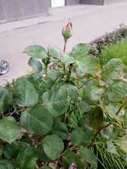 Rosa chinensis