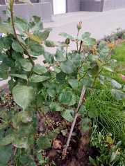 Rosa chinensis