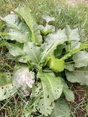 Rumex obtusifolius