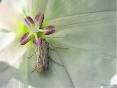 Phycitodes albatella