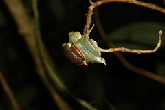 Vietnam Flying Frog photo 4