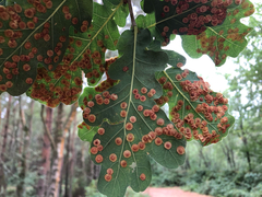 Neuroterus quercusbaccarum