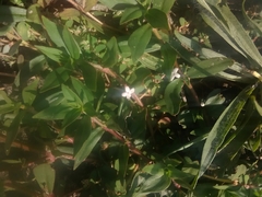Diodia