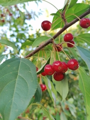Malus baccata