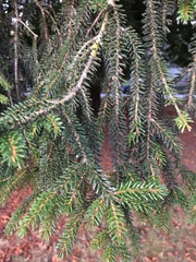 Picea