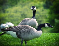 Branta canadensis