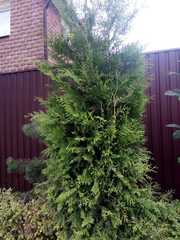 Platycladus orientalis