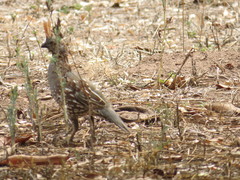 Callipepla douglasii