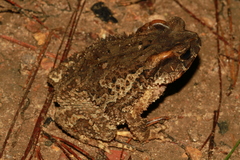 Ingerophrynus galeatus