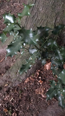 Ilex aquifolium