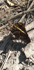 Opsiphanes quiteria
