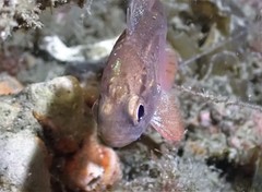 Vincentia novaehollandiae