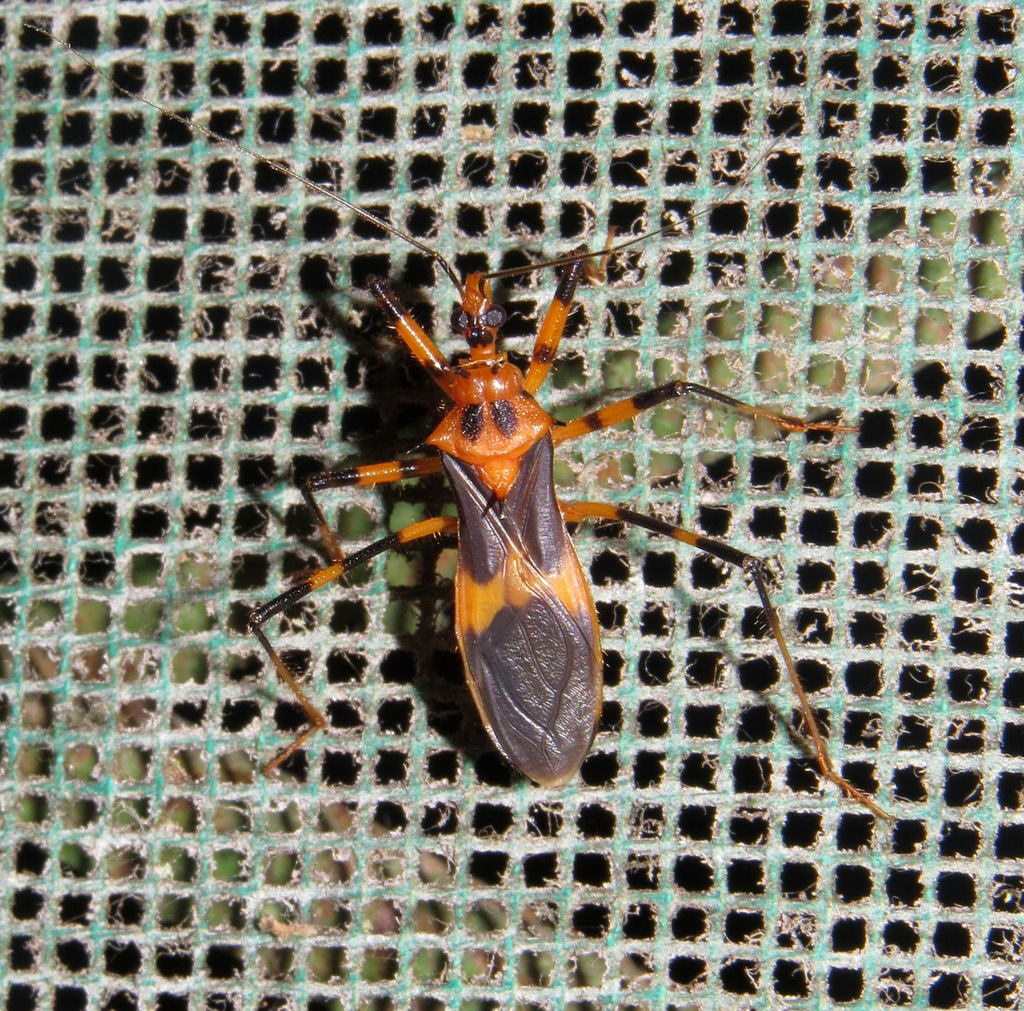 Zelurus melanochrus