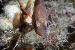 Vincentia novaehollandiae