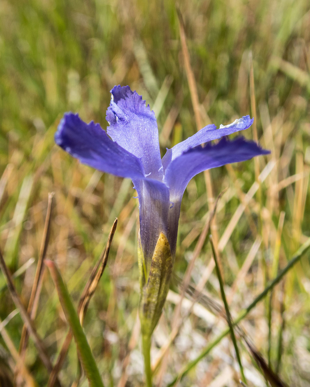 Gentianopsis simplex