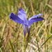 Hiker's Gentian - Photo (c) Jared Manninen, some rights reserved (CC BY-NC), uploaded by Jared Manninen