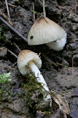 Pseudosperma friabile