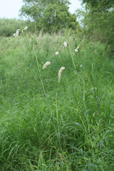 Sanguisorba parviflora