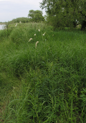 Sanguisorba parviflora