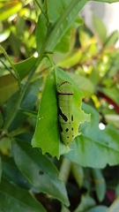 Papilio demoleus malayanus