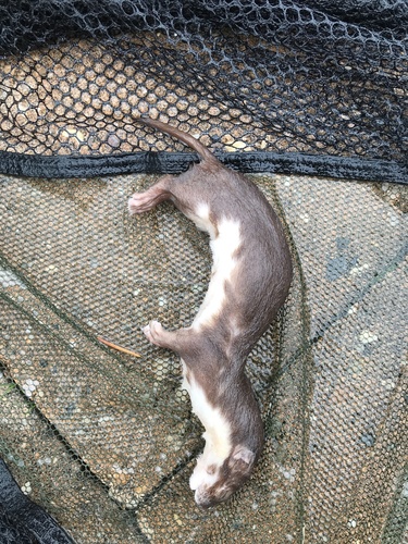 Least Weasel, De Gavere, Zorgvlied, Drenthe, NL, photo 10 of 10