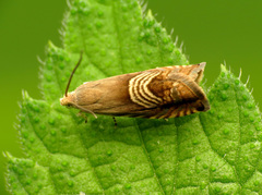 Grapholita tristrigana